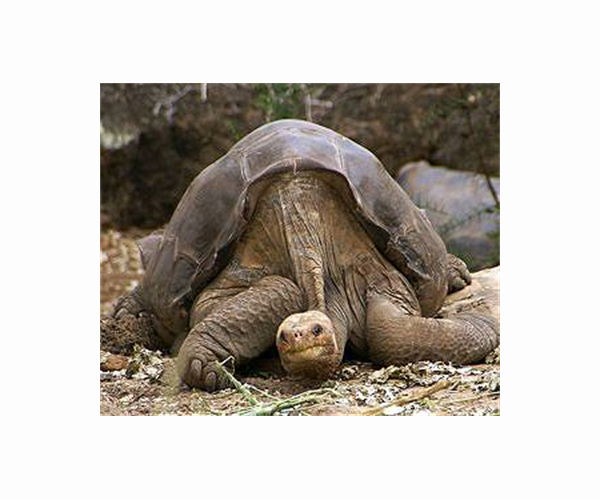 Galapagos airport staff find 185 tortoises in suitcase