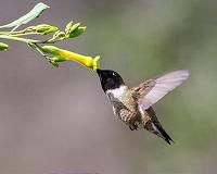 Hummingbirds make cricket sounds at frequencies outside avian hearing range