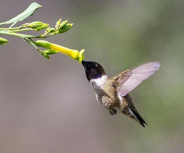 Study: Female hummingbirds avoid harassment with brighter colors like males