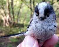 Life hots up for British birds