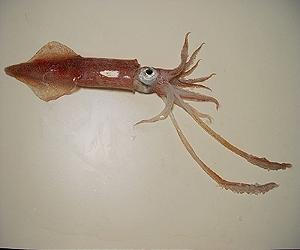 Squid Studies Provide Valuable Insights Into Hearing Mechanisms