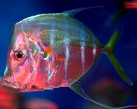 Squid and fish use flashes of light to disorient hungry elephant seals