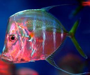Blue light special: 180 fish species emit color when under blue light