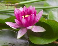 Swedish Scientific Breakthrough On Planting Blooming Was Faked