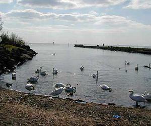 Largest lake in Britain and Ireland has lost three-quarters of winter water birds