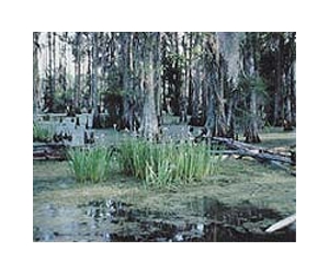 Oiled Louisiana wetlands may have to be burned to be saved