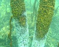 Dead zones may threaten coral reefs worldwide