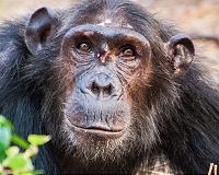 Chimpanzees can learn how to use tools without observing others
