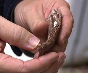 New fossil species from a fish-eat-fish world when limbed animals evolved