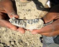 Discovery of jaw by ASU team sheds light on early Homo