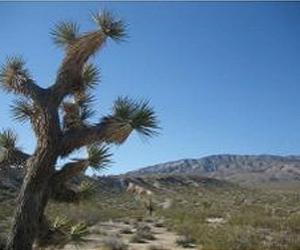 Lucerne Valley Solar Project To Power 20,000 Homes