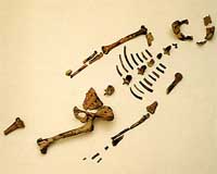 Famous fossil secretly scanned in Texas