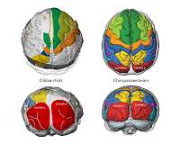 Lucy had an ape-like brain