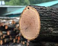Canada-US Softwood Row To Increase Katrina, Rita Rebuilding Costs
