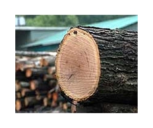 US accuses Canada of breaking lumber trade deal