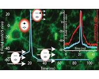 Navy researchers recruit luminescent nanoparticles to image brain function
