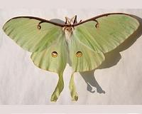 Moths shed light on how to fool enemy sonar