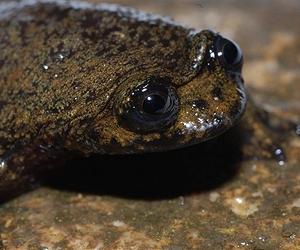 'Love-dart' slug, lungless frog among new species on Borneo