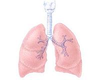 UTMB researchers successfully transplant bioengineered lung