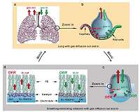 A lung-inspired design turns water into fuel