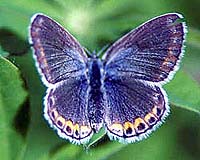 Researcher Discovers Hybrid Speciation In The Sierra Nevada