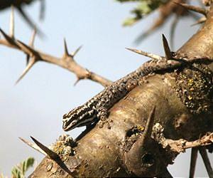 Traditional ranching practices enhance African savanna