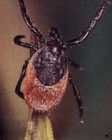 Animal Testing Alternative Has Ticks Trembling At The Knees