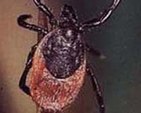 Using Satellites To Study Lyme Disease