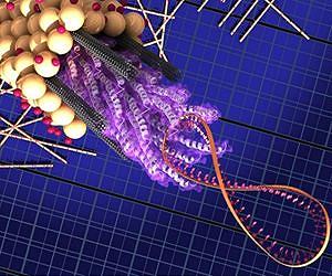 Stanford bioengineers introduce 'Bi-Fi' - The biological internet