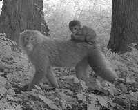 Study shows animal life thriving around Fukushima