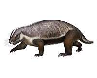Bizarre 66 million-year-old fossil from Madagascar provides clues on early mammals