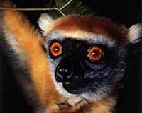 Scientists Develop First Comprehensive Theory Explaining Madagascar's Rich Biodiversity