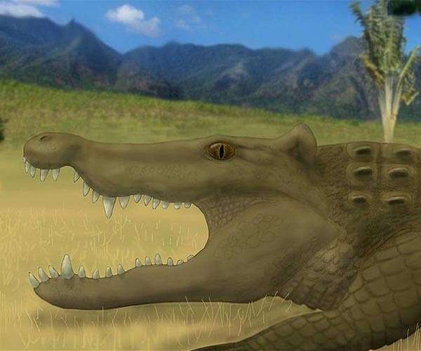 Madagascar's horned crocodile warrants a new branch on the tree of life