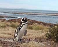 Female penguins are getting stranded along the South American coast