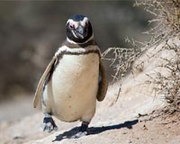 Changing Ocean Conditions Turning Penguins Into Long-Distance Commuters