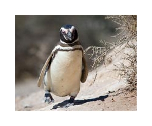 Penguins in peril find refuge in New Zealand