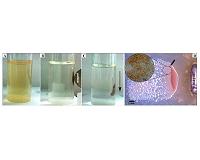A 'smart dress' for oil-degrading bacteria