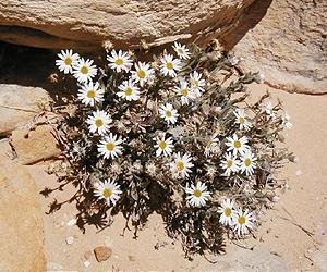 US plucks tiny daisy from brink of extinction