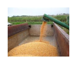 Poland bans cultivation of GM maize, potatoes