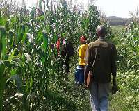 Sweet route to greater yields
