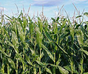 EU faces decision on GM crop cultivation: Commission