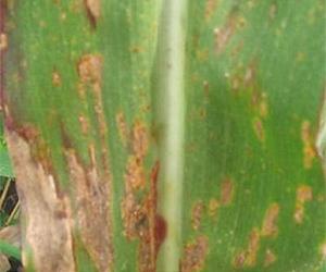 University Of Illinois Research Makes Plant Breeding Easier