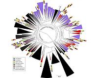 New bacteria groups, and stunning diversity, discovered underground