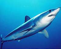 Mako shark makes 13,000-mile trek across Atlantic Ocean