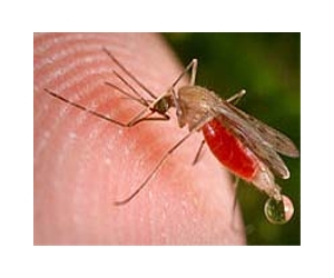 Rare mosquito fossil shows female's blood-filled belly