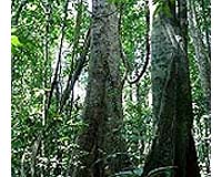 Malaysians In Buying Bid To Save Forests