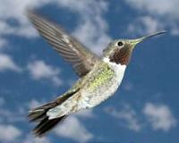 How the hummingbird achieves its aerobatic feats