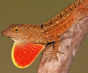 Castaway Lizards Offer New Look at Evolutionary Processes