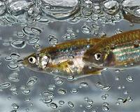 Hormone disrupting chemicals risk of extinction in wildlife