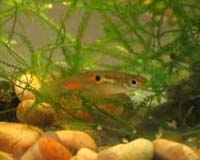 Female Guppies Risk Their Lives To Avoid Too Much Male Attention
